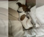 Small #1 Labrador Retriever Mix
