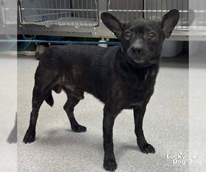 Sauce - Male Chihuahua-Unknown Mix Dog for Adoption - Photo #4