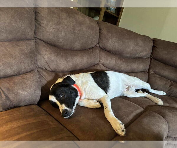 Medium Photo #2 Border Collie-Unknown Mix Puppy For Sale in Oakhurst, NJ, USA