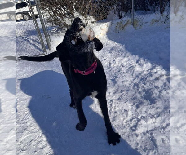 Medium Photo #8 Labrador Retriever-Unknown Mix Puppy For Sale in Muskegon, MI, USA