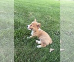 Small Photo #9 Pembroke Welsh Corgi Puppy For Sale in MILFORD, IN, USA