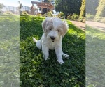 Puppy Puppy 5 Goldendoodle
