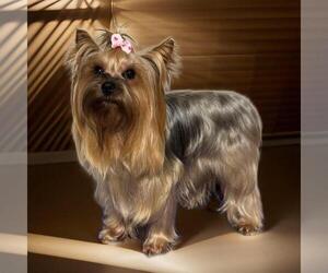Mother of the Yorkshire Terrier puppies born on 04/27/2025