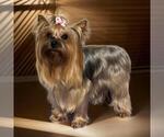 Small Photo #1 Yorkshire Terrier Puppy For Sale in Monor, Pest, Hungary