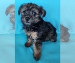 Small Photo #17 YorkiePoo Puppy For Sale in BLUE MOUND, TX, USA