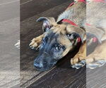 Small #4 Mutt