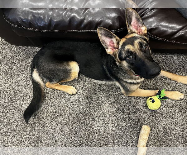 Medium Photo #9 German Shepherd Dog-Unknown Mix Puppy For Sale in Princeton, MN, USA