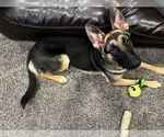 Small #8 German Shepherd Dog Mix