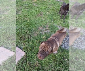 Mother of the Chinese Shar-Pei puppies born on 06/16/2025