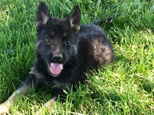 German Shepherd Dog Puppy for sale in WINCHESTER, OH, USA