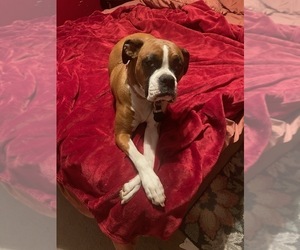 Mother of the Boxer puppies born on 01/23/2025