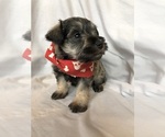 Puppy Sugar Schnauzer (Miniature)