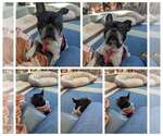 Small French Bulldog