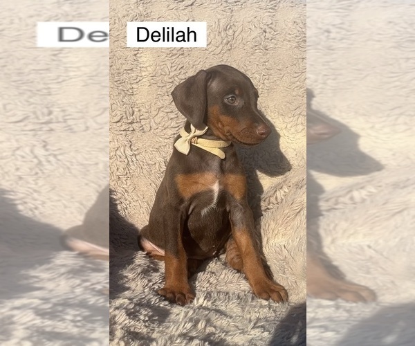 Medium Photo #3 Doberman Pinscher Puppy For Sale in POMEROY, OH, USA