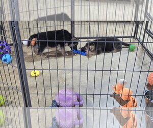 Lily 7617 - Female German Shepherd Dog Dog for Adoption - Photo #10
