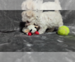 Small Photo #4 Maltese Puppy For Sale in OCALA, FL, USA