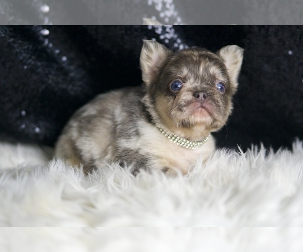 Medium Photo #9 French Bulldog Puppy For Sale in WARSAW, IN, USA