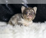 Small #8 French Bulldog