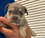 Puppy Jade French Bulldog