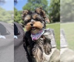 Small #2 Yorkshire Terrier