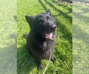 German Shepherd Dog Dogs for adoption in Benton, PA, USA