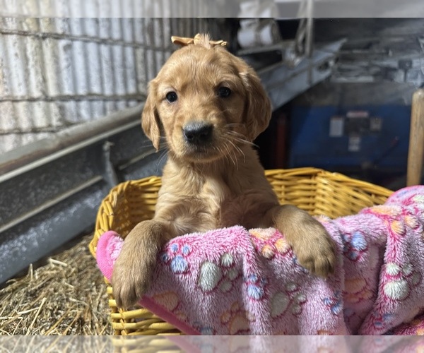 Medium Photo #6 Golden Retriever Puppy For Sale in WITHEE, WI, USA