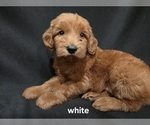 Image preview for Ad Listing. Nickname: White Collar