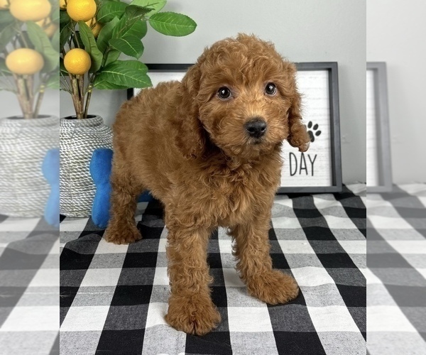 Medium Photo #4 Goldendoodle (Miniature) Puppy For Sale in FRANKLIN, IN, USA