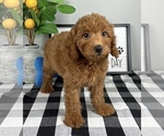 Small #3 Goldendoodle (Miniature)