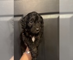 Small #7 Aussiedoodle Miniature 