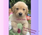 Puppy Bella Golden Retriever