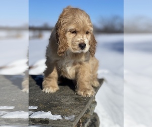 Cocker Spaniel Puppy for sale in HONEY BROOK, PA, USA