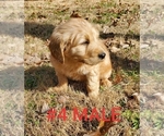 Small Photo #28 Goldendoodle Puppy For Sale in CLARKSVILLE, TX, USA