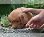 Small Photo #20 Golden Retriever Puppy For Sale in GREENWOOD, WI, USA