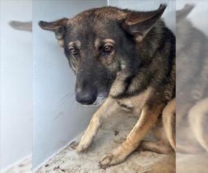German Shepherd Dog Dogs for adoption in Houston, TX, USA