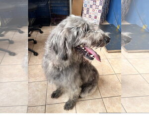 Elton - Male Irish Wolfhound-Unknown Mix Dog for Adoption - Photo #2