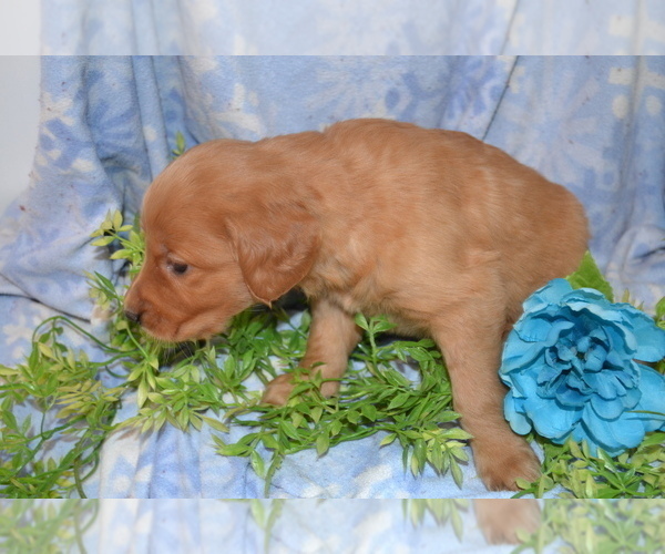 Medium Photo #2 Golden Retriever Puppy For Sale in GREENWOOD, WI, USA