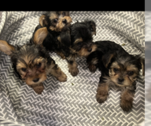 Yorkshire Terrier Puppy for sale in RESEDA, CA, USA