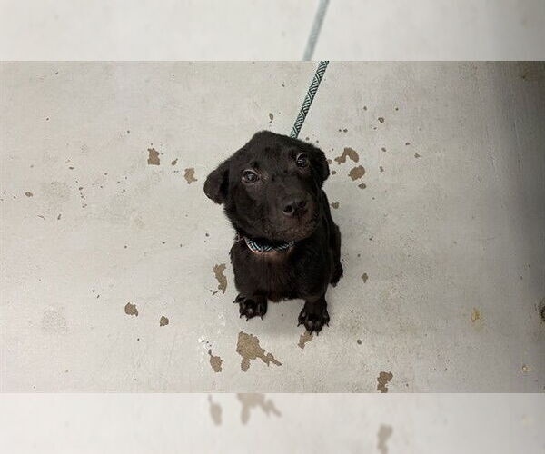 Medium Photo #1 Labrador Retriever-Unknown Mix Puppy For Sale in Waco, TX, USA