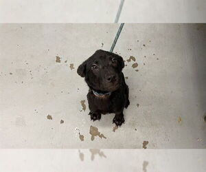 Labrador Retriever-Unknown Mix Dogs for adoption in Waco, TX, USA