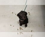 Small Labrador Retriever Mix