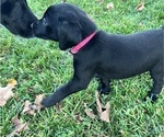 Puppy Pink German Shorthaired Lab