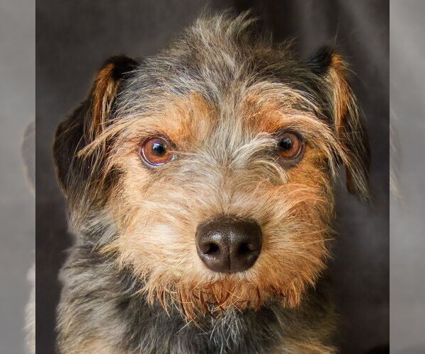 Medium Photo #1 Mutt Puppy For Sale in Albuquerque, NM, USA