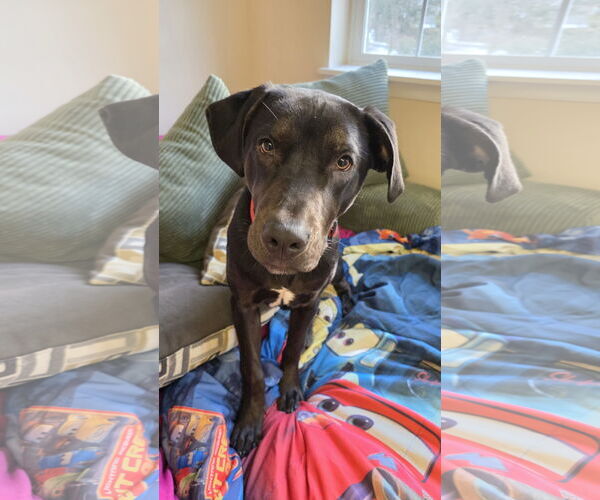 Medium Photo #4 Rottweiler-Unknown Mix Puppy For Sale in Rockaway, NJ, USA