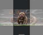 Small Photo #1 American Bully Puppy For Sale in RANDLEMAN, NC, USA