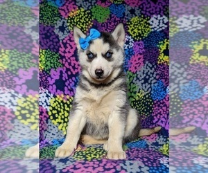 Siberian Husky Puppy for sale in PEACH BOTTOM, PA, USA