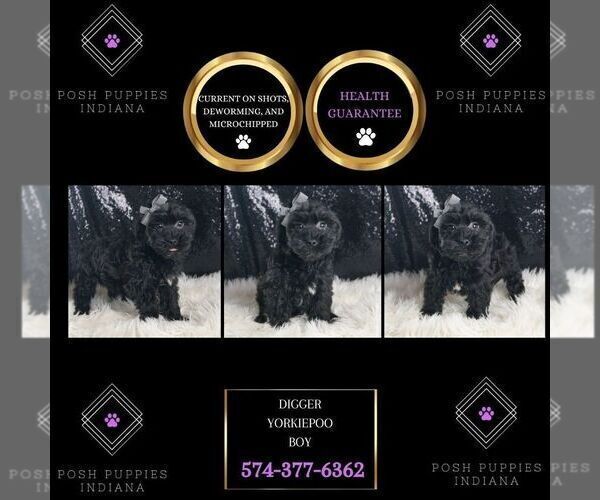 Medium Photo #57 YorkiePoo Puppy For Sale in WARSAW, IN, USA