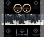 Small Photo #57 YorkiePoo Puppy For Sale in WARSAW, IN, USA