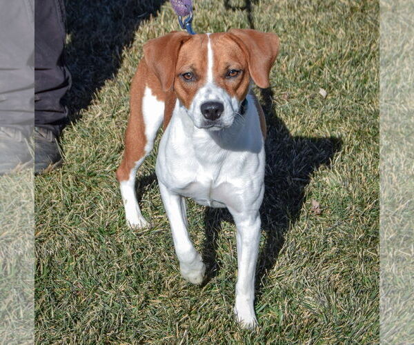 Medium Photo #2 Beagle-Unknown Mix Puppy For Sale in Huntley, IL, USA