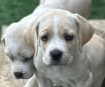 Puppy 8 Cane Corso